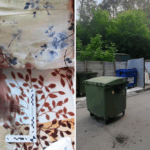 Шокирующее преступление в Новосибирске: мужчина расчленил знакомую после ссоры и выбросил тело на свалку