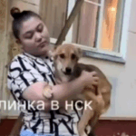 Драма спасения в Новосибирске: Как жители улицы Зорге вызволили из заточения брошенную собаку