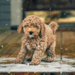 Ноябрьские морозы в Новосибирской области: прогноз погоды на короткую рабочую неделю с пиком похолодания до -14°C